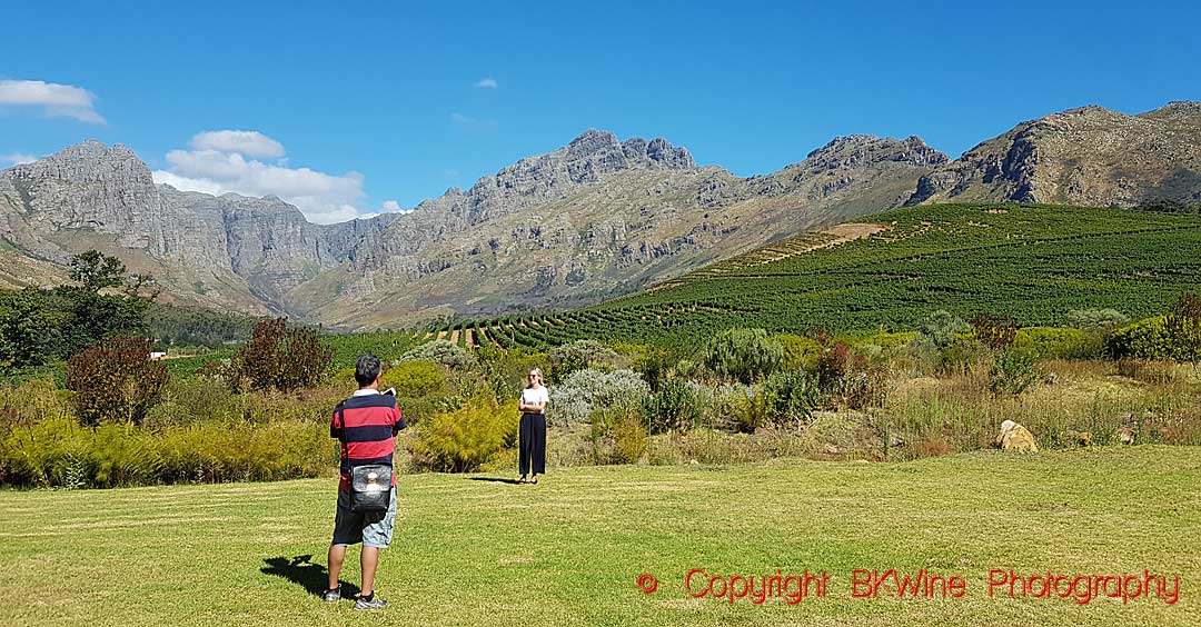 Vingårdarna på Oldenburg Wines i Stellenbosch, Sydafrika