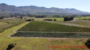 Springfonteins vingårdar och Klein River-bergen nära Stanford, Walker Bay, Sydafrika
