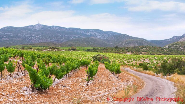 En smal landsväg längs en vingård och berg i Languedoc