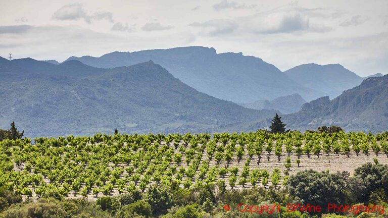 En vingård med mycket gamla vinrankor och skogbeklädda berg i Languedoc