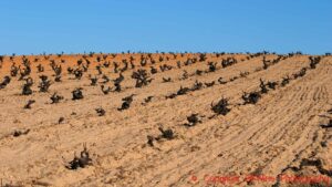 Landskapet kan vara kargt i Castilla y Leon som denna sandiga vingård